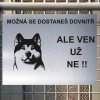 Pozor tady hlídám já - Akita - pozor pes!!!