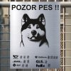 Pozor tady hlídám já - Akita - pozor pes!!!