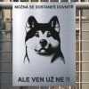 Pozor tady hlídám já - Akita - pozor pes!!!