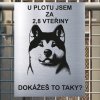 Pozor tady hlídám já - Akita - pozor pes!!!