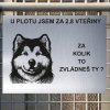 Pozor tady hlídám já - Aljašský malamut - pozor pes!!!