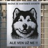 Pozor tady hlídám já - Aljašský malamut - pozor pes!!!
