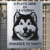 Pozor tady hlídám já - Aljašský malamut - pozor pes!!!