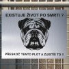 Pozor tady hlídám já - Anglický buldok - pozor pes!!!