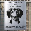Pozor tady hlídám já - Anglický foxhound - pozor pes!!!