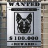 Pozor tady hlídám já - Belgický malinois - pozor pes!!!