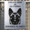 Pozor tady hlídám já - Belgický malinois - pozor pes!!!