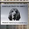 Pozor tady hlídám já - Bloodhound - pozor pes!!!