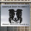Pozor tady hlídám já - Border kolie - pozor pes!!!