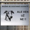 Pozor tady hlídám já - Greyhound - pozor pes!!!