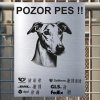 Pozor tady hlídám já - Greyhound - pozor pes!!!