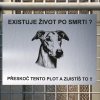 Pozor tady hlídám já - Greyhound - pozor pes!!!