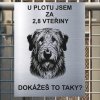 Pozor tady hlídám já - Irský vlkodav - pozor pes!!!