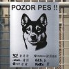 Pozor tady hlídám já - Kanaánský pes - pozor pes!!!