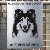 Pozor tady hlídám já - Kolie - pozor pes!!!