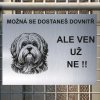 Pozor tady hlídám já - Lhasa apso - pozor pes!!!