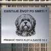 Pozor tady hlídám já - Lhasa apso - pozor pes!!!