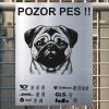 Pozor tady hlídám já - Mops - pozor pes!!!
