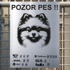 Pozor tady hlídám já - Pomeranian - pozor pes!!!