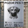 Pozor tady hlídám já - Rhodéský ridgeback - pozor pes!!!