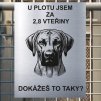 Pozor tady hlídám já - Rhodéský ridgeback - pozor pes!!!