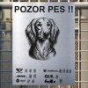 Pozor tady hlídám já - Saluki - pozor pes!!!
