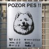 Pozor tady hlídám já - Samojed - pozor pes!!!