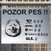 Pozor tady hlídám já - Samojed - pozor pes!!!