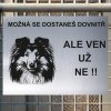 Pozor tady hlídám já - Sheltie - pozor pes!!!