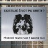 Pozor tady hlídám já - Sheltie - pozor pes!!!