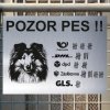 Pozor tady hlídám já - Sheltie - pozor pes!!!