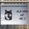 Pozor tady hlídám já - Shiba inu - pozor pes!!!