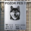 Pozor tady hlídám já - Shiba inu - pozor pes!!!