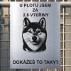 Pozor tady hlídám já - Shiba inu - pozor pes!!!