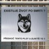 Pozor tady hlídám já - Shiba inu - pozor pes!!!