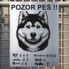 Pozor tady hlídám já - Sibiřský husky - pozor pes!!!