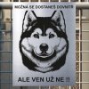 Pozor tady hlídám já - Sibiřský husky - pozor pes!!!