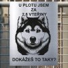Pozor tady hlídám já - Sibiřský husky - pozor pes!!!