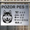 Pozor tady hlídám já - Sibiřský husky - pozor pes!!!