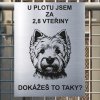 Pozor tady hlídám já - West highland white teriér - pozor pes!!!