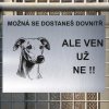 Pozor tady hlídám já - Whippet - pozor pes!!!
