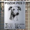 Pozor tady hlídám já - Whippet - pozor pes!!!