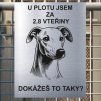 Pozor tady hlídám já - Whippet - pozor pes!!!