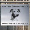 Pozor tady hlídám já - Whippet - pozor pes!!!