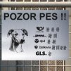 Pozor tady hlídám já - Whippet - pozor pes!!!