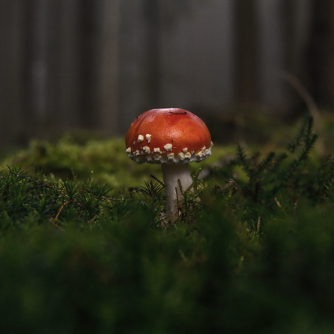 AMANITA MUSCARIA