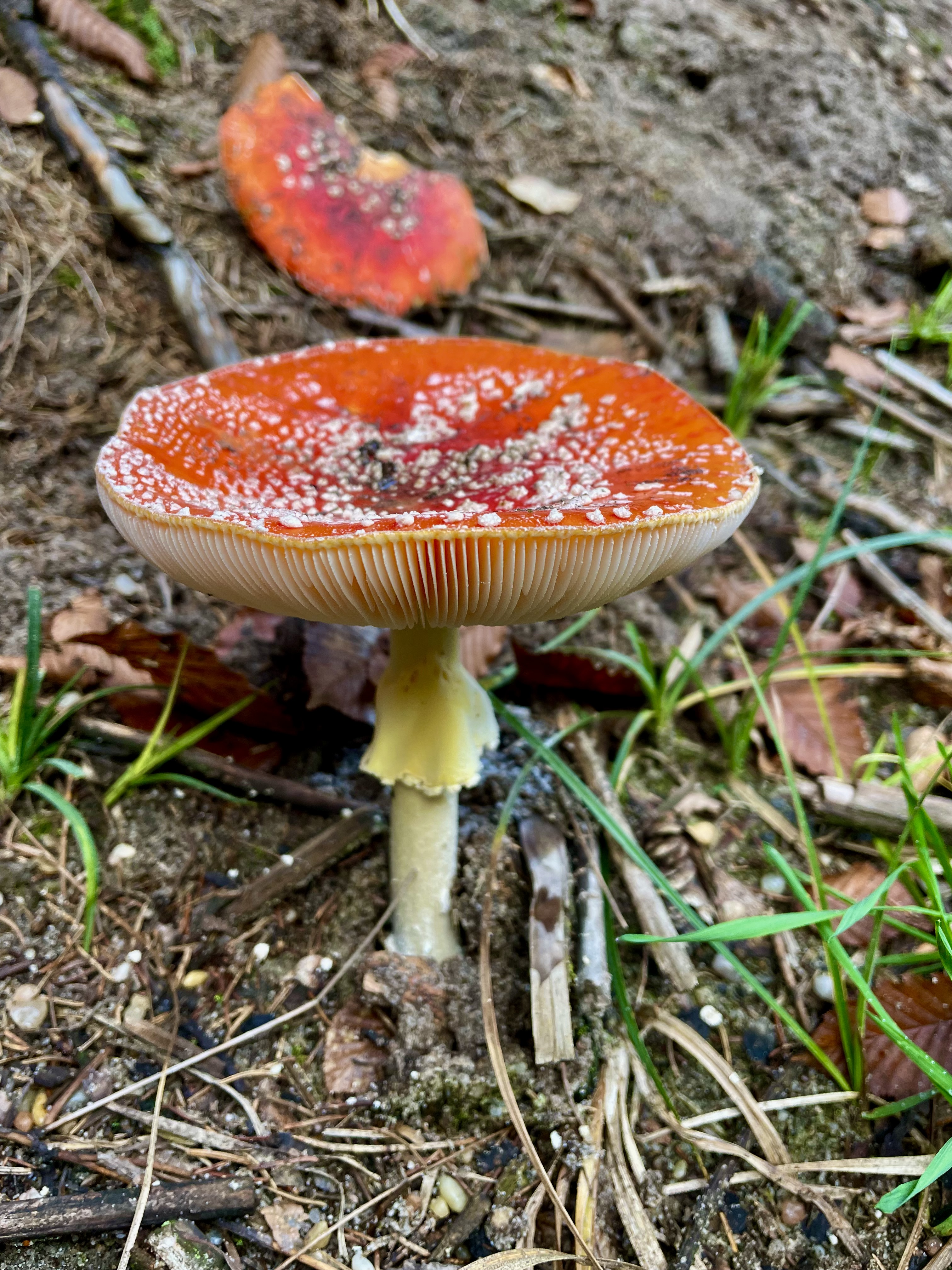 AMANITA MUSCARIA