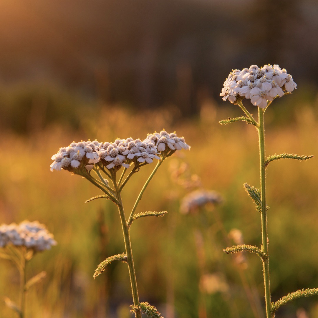 ŘEBŘÍČEK OBECNÝ (Achillea millefolium)