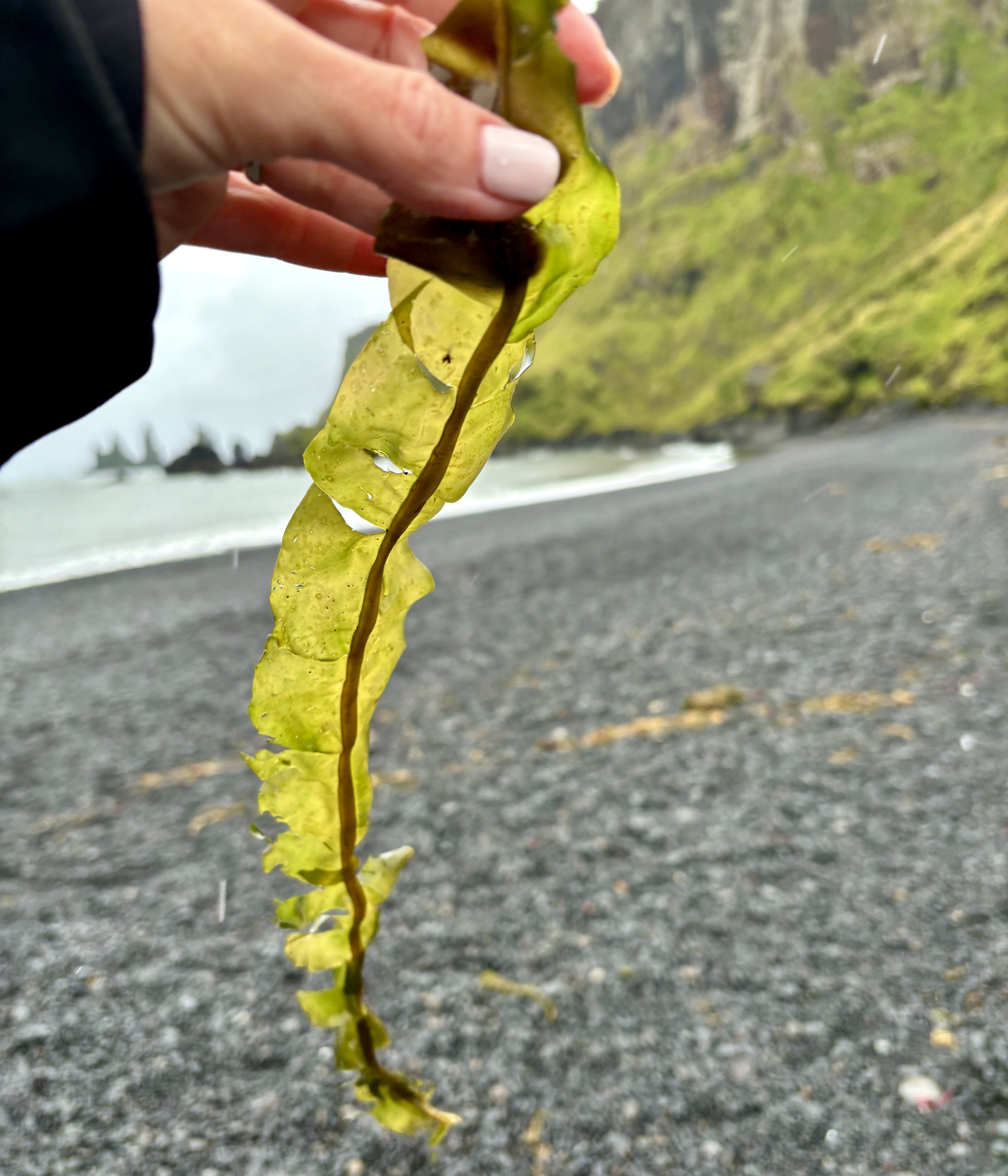 alariaesculenta