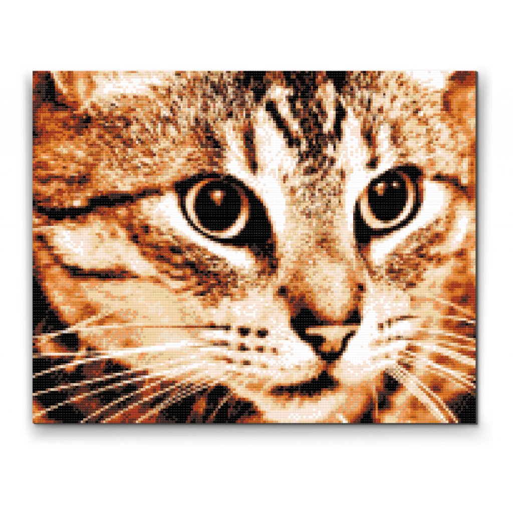 Pintura de diamante - Gato tigre